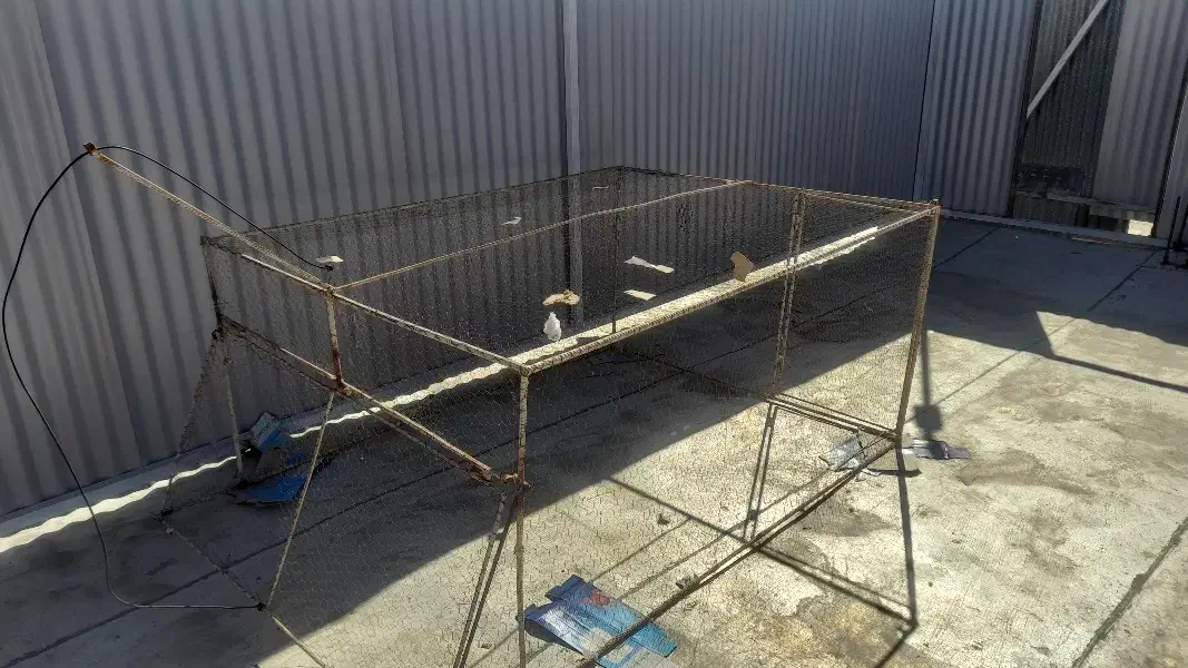 تور دام کبوتر|پرنده|زرند, |دیوار