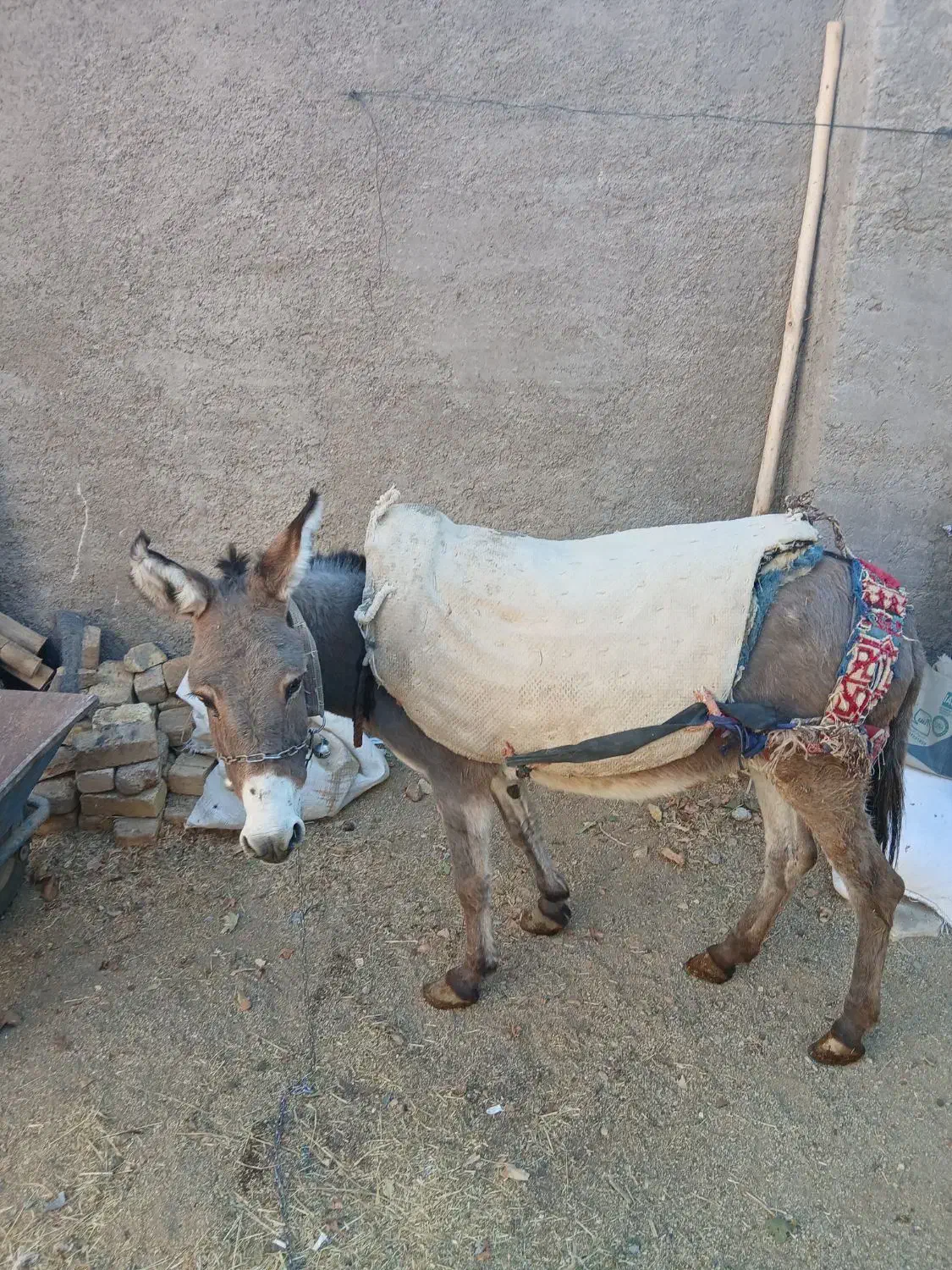 الاغ ماده|حیوانات مزرعه|اراک, |دیوار