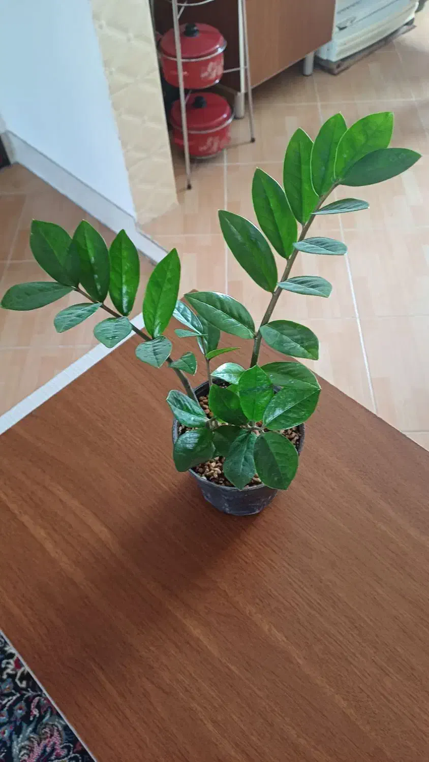 تکثیر گل زاموفیلیا|گل و گیاه طبیعی|شیروان (خراسان), |دیوار