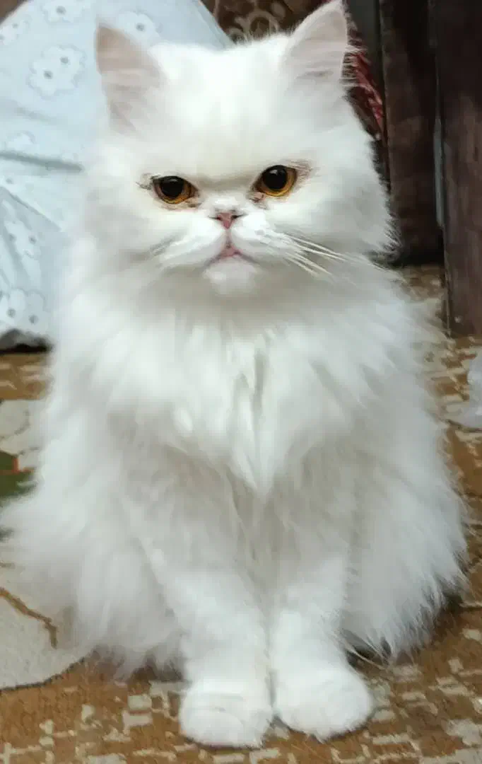 فروش گربه پرشین|گربه|بندرعباس, |دیوار