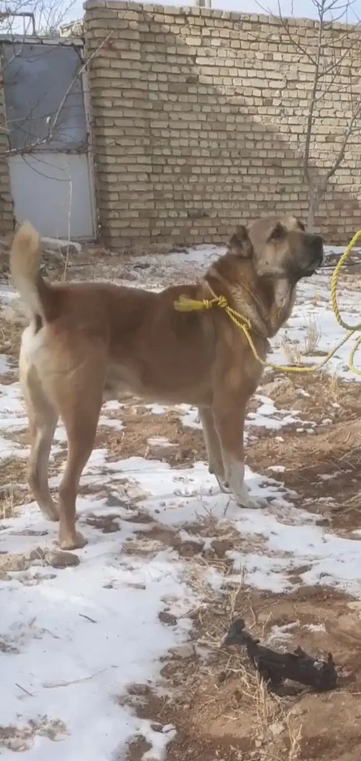 سگ سرابی|سگ|آبگرم, |دیوار