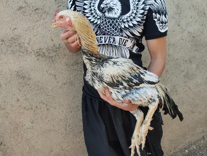 خروس لاری اصیل|حیوانات مزرعه|کبودرآهنگ, |دیوار