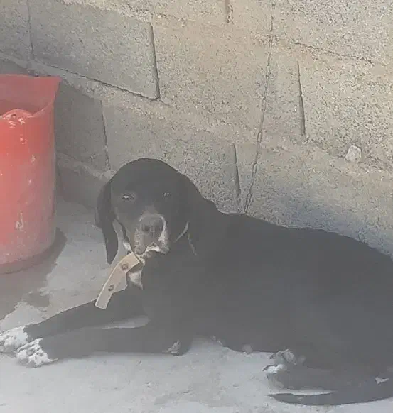 توله دنبلانی|سگ|کلاله, |دیوار