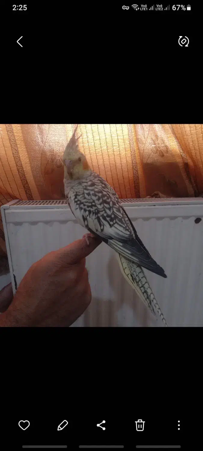 عروس هلندی سخنگو|پرنده|پردیس, فاز ۲|دیوار