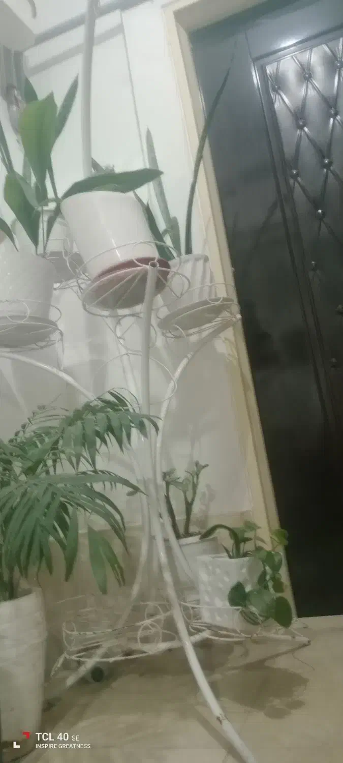 پایه گل|گل و گیاه طبیعی|پاکدشت, پارچین|دیوار