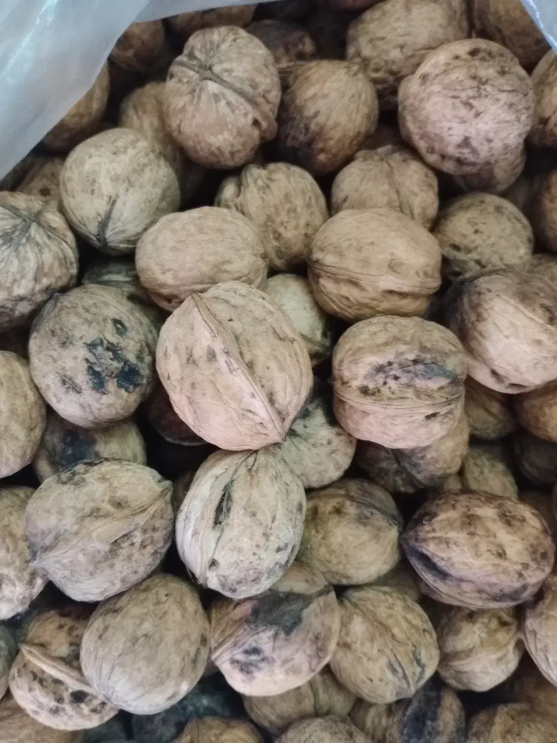 گردو محلی|خوردنی و آشامیدنی|چاف و چمخاله, |دیوار