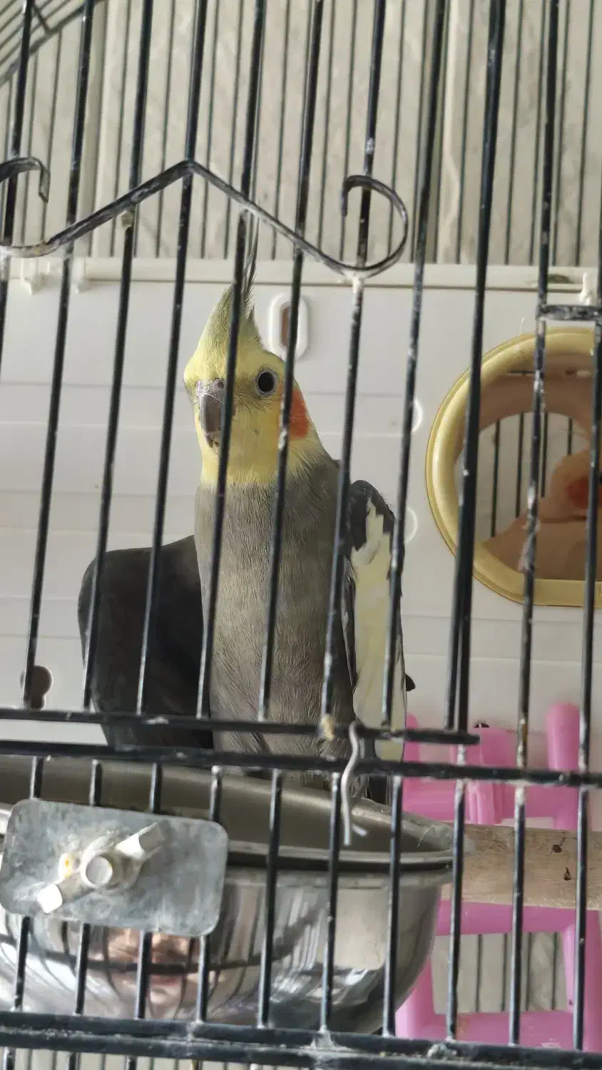 عروس هلندی لوتینو وسینامون با۲قفس ولوازم|پرنده|فردیس, فردیس|دیوار