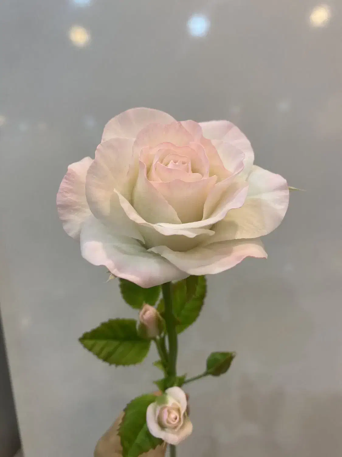 رز های بزرگ هلندی|صنایع دستی و سایر لوازم تزئینی|تهران, قناتکوثر|دیوار