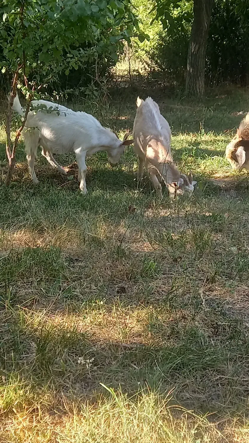 بز سانن نر فروشی|حیوانات مزرعه|ماهنشان, |دیوار