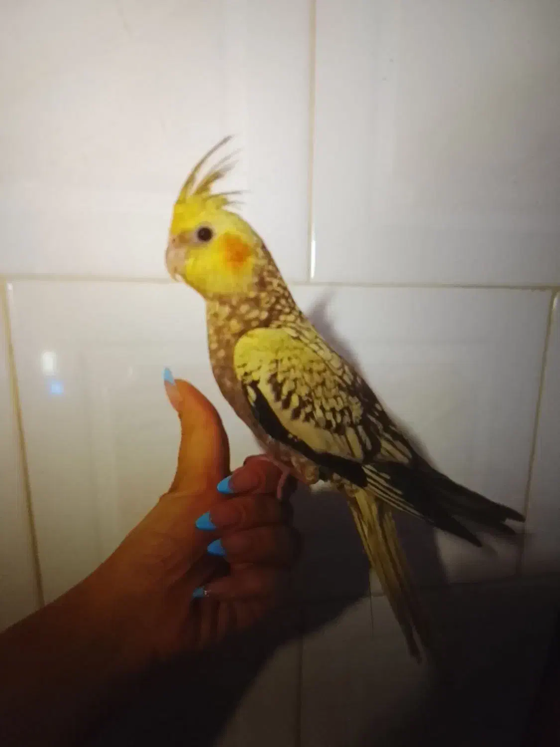 یه جفت عروس هلندی نر و ماده|پرنده|باسمنج, |دیوار