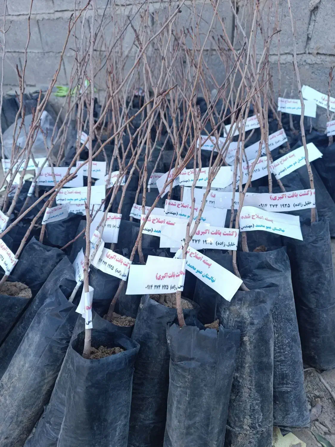 پیوندی و مقاوم به کم آبی|گل و گیاه طبیعی|شیراز, ارم|دیوار