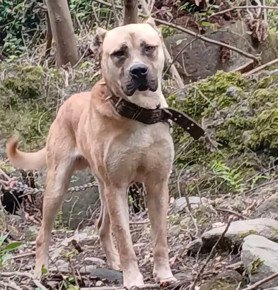 سگ پیتبول گمشده|حیوانات|چابکسر, |دیوار