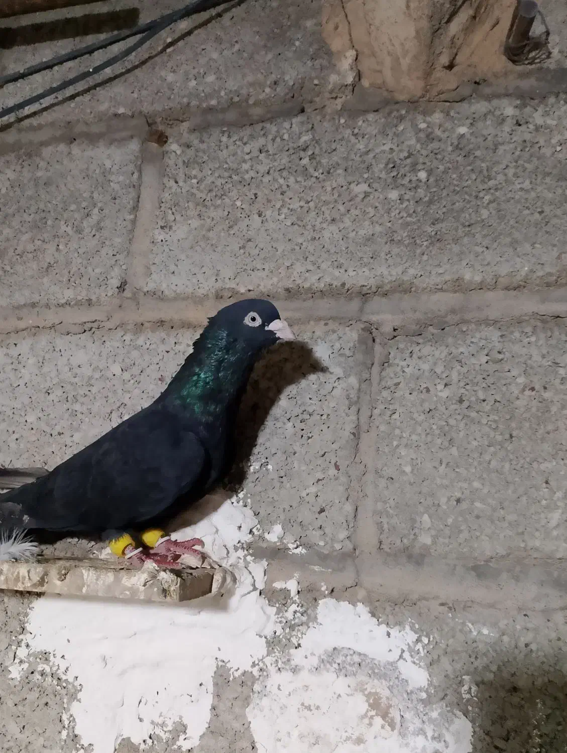 فروش کبوتر|پرنده|شوش, |دیوار