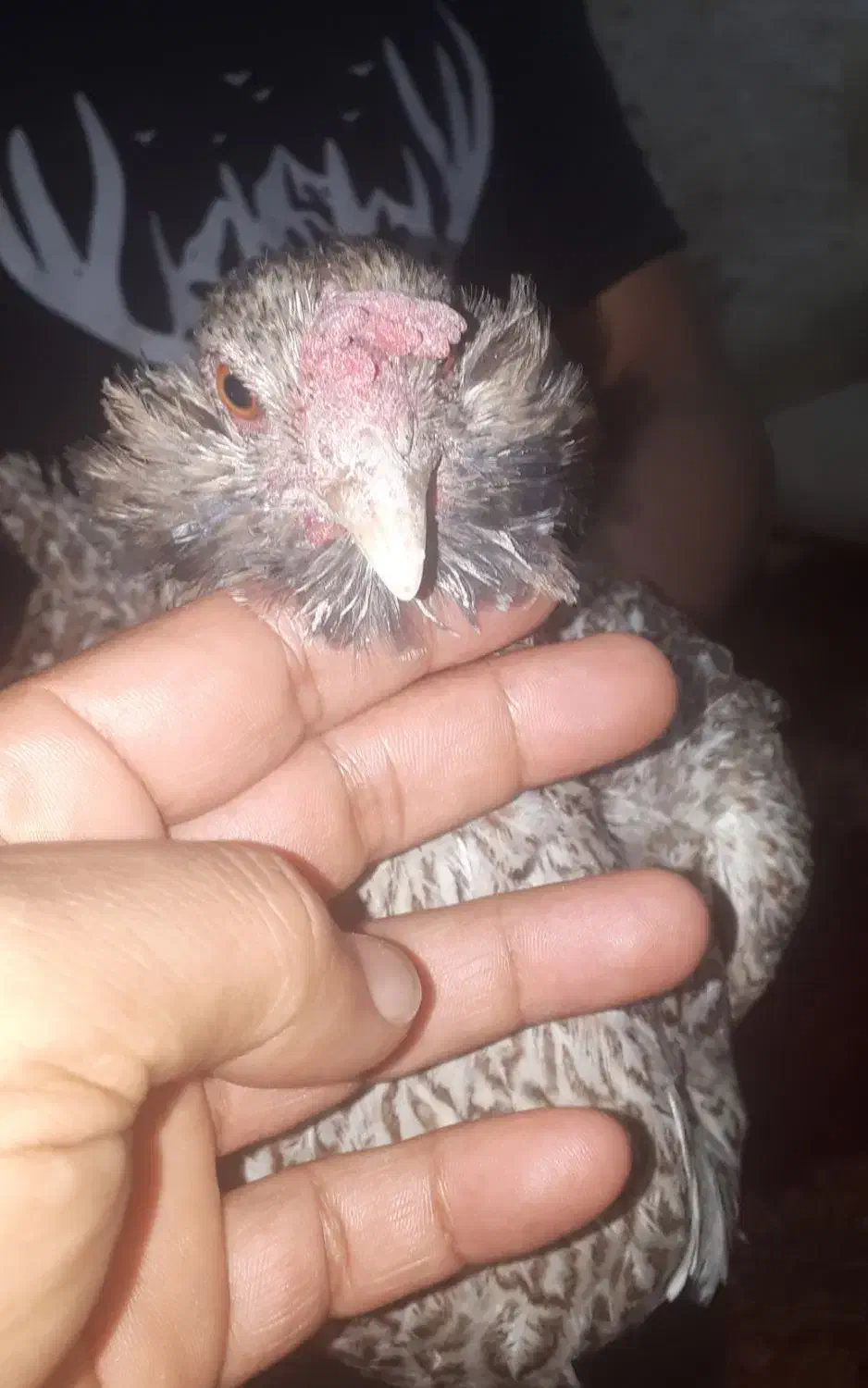 مرغ محلی ریش درشت|حیوانات مزرعه|بندرعباس, |دیوار