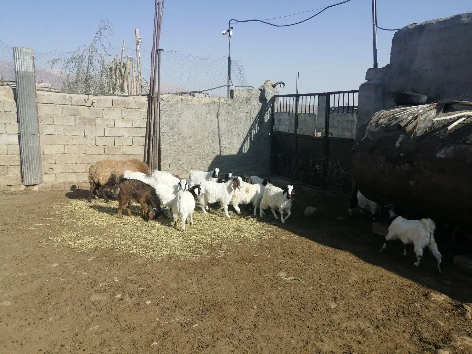 فروش چند راس نر بزغاله چاق|حیوانات مزرعه|شاهرود, |دیوار