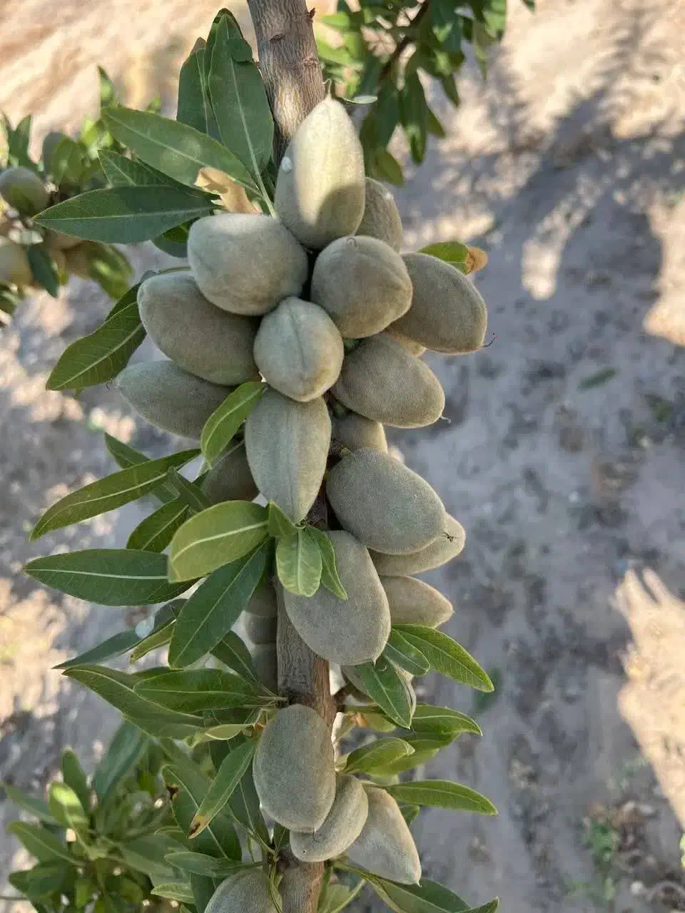 تولید و فروش بادام اسراییلی|خدمات باغبانی و درختکاری|روداب, |دیوار