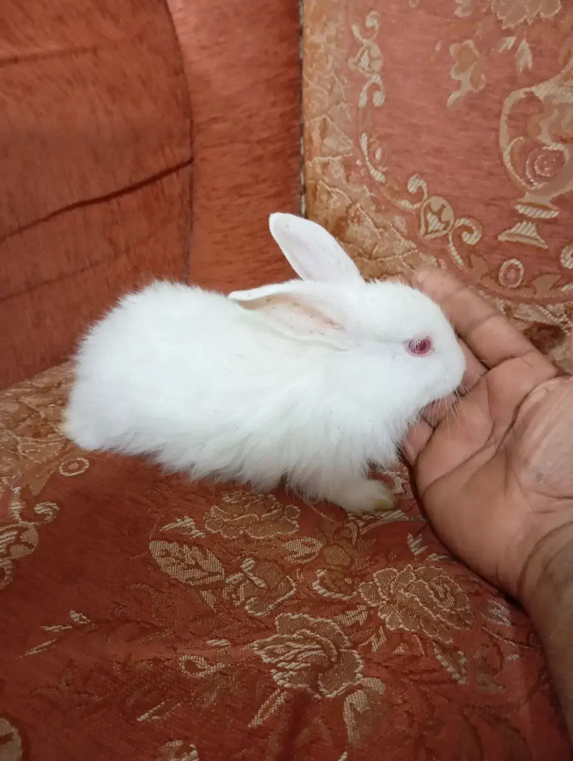 بچه خرگوش|موش و خرگوش|بم, |دیوار