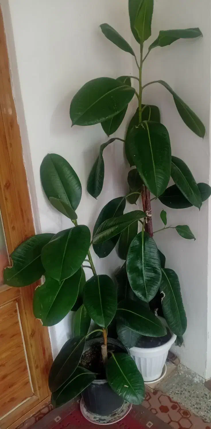 گل فیکوس|گل و گیاه طبیعی|شهرکرد, |دیوار