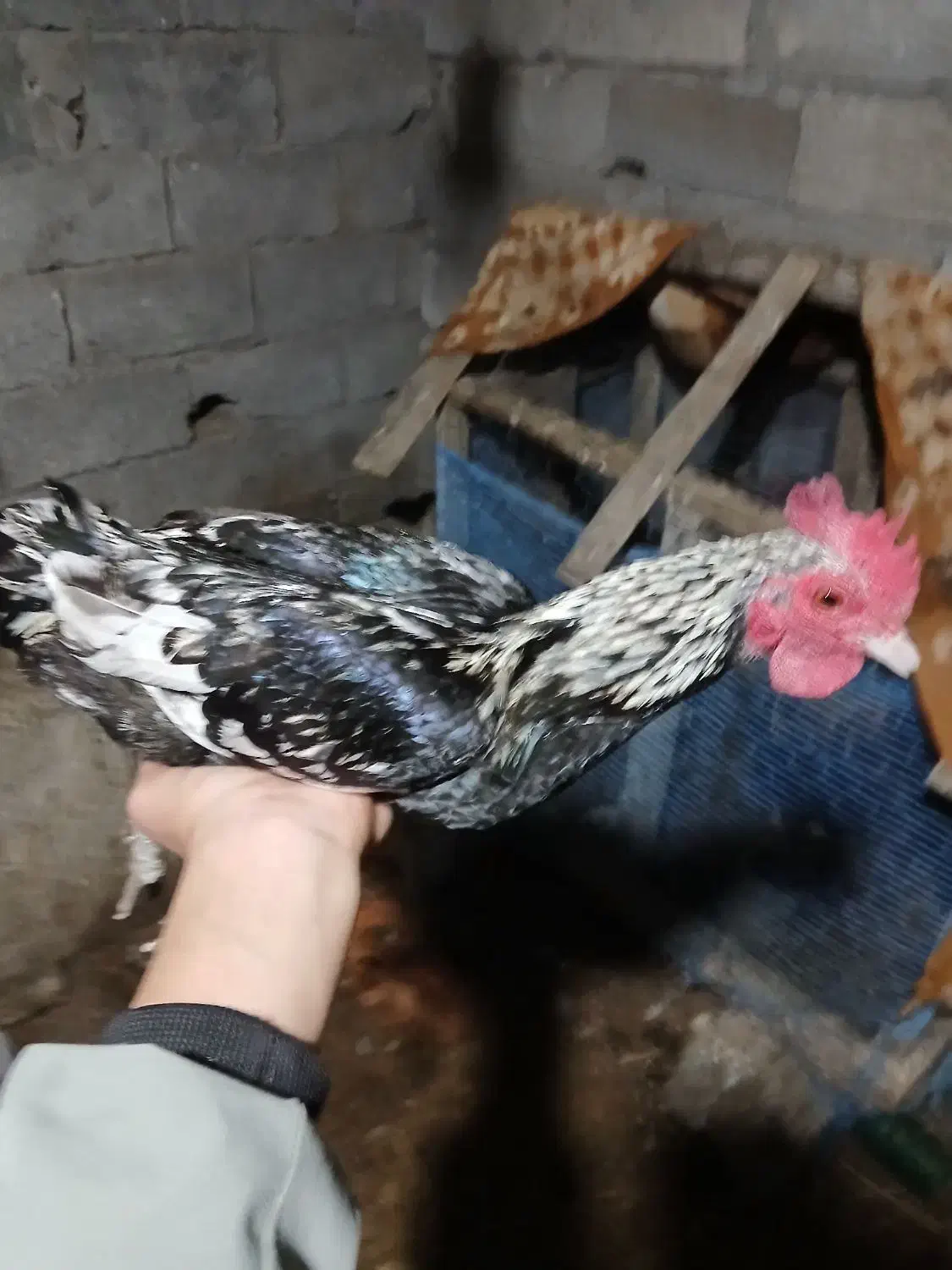 مرغ و خروس مینیاتوری بالغ|پرنده|حویق, |دیوار