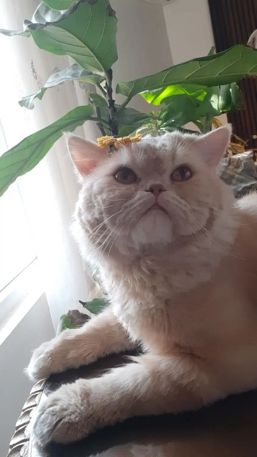 گربه اسکاتیش نر|گربه|ارومیه, |دیوار