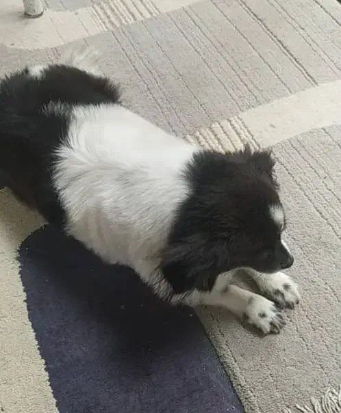 سگ ماده|سگ|رستم‌آباد, |دیوار