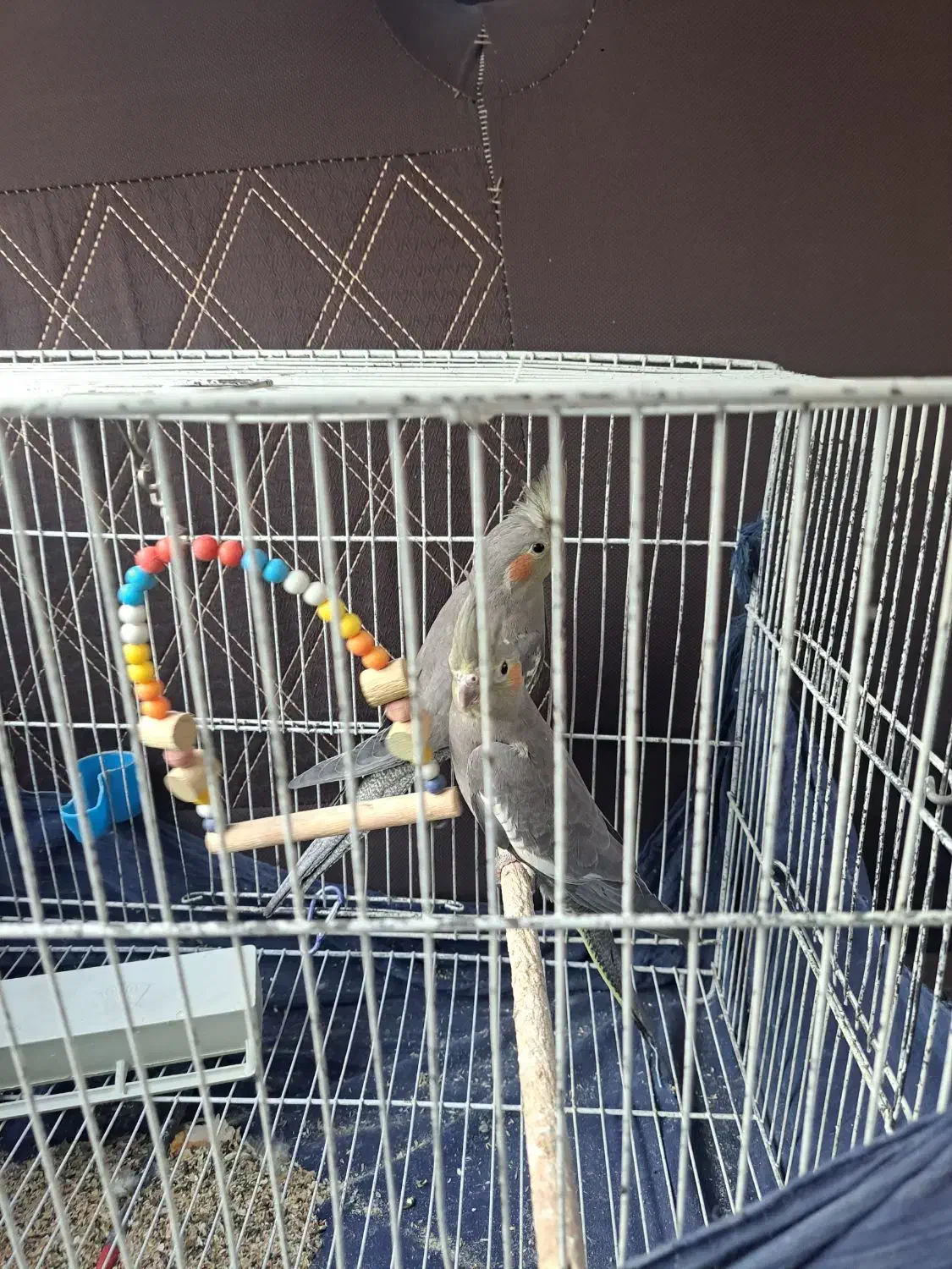 یک جفت عروس هلندی نر و ماده|پرنده|قم, زاویه|دیوار