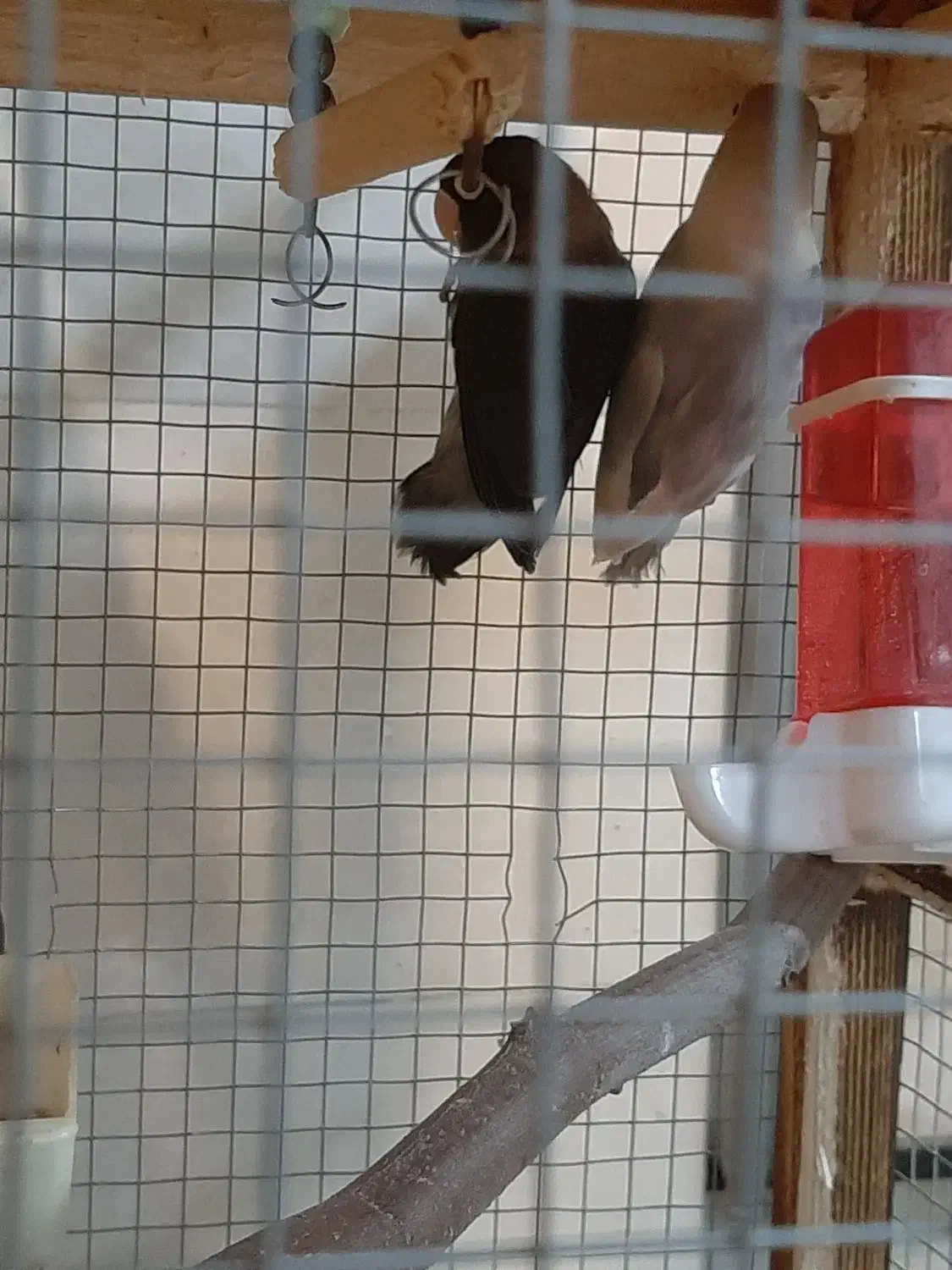 طوطی کوتوله یا برزیلی مولد|پرنده|آمل, |دیوار