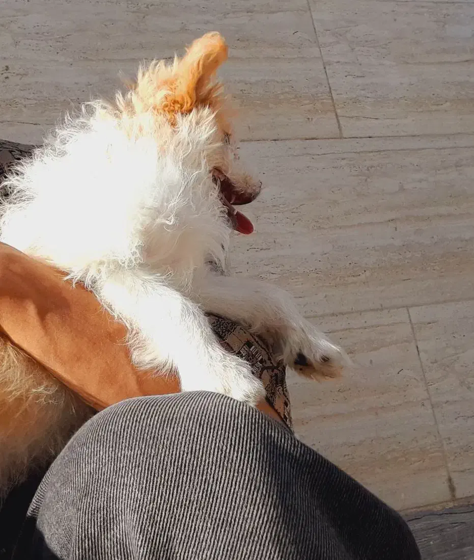 اشپیتز کراس میکس|سگ|مرودشت, استادیوم|دیوار