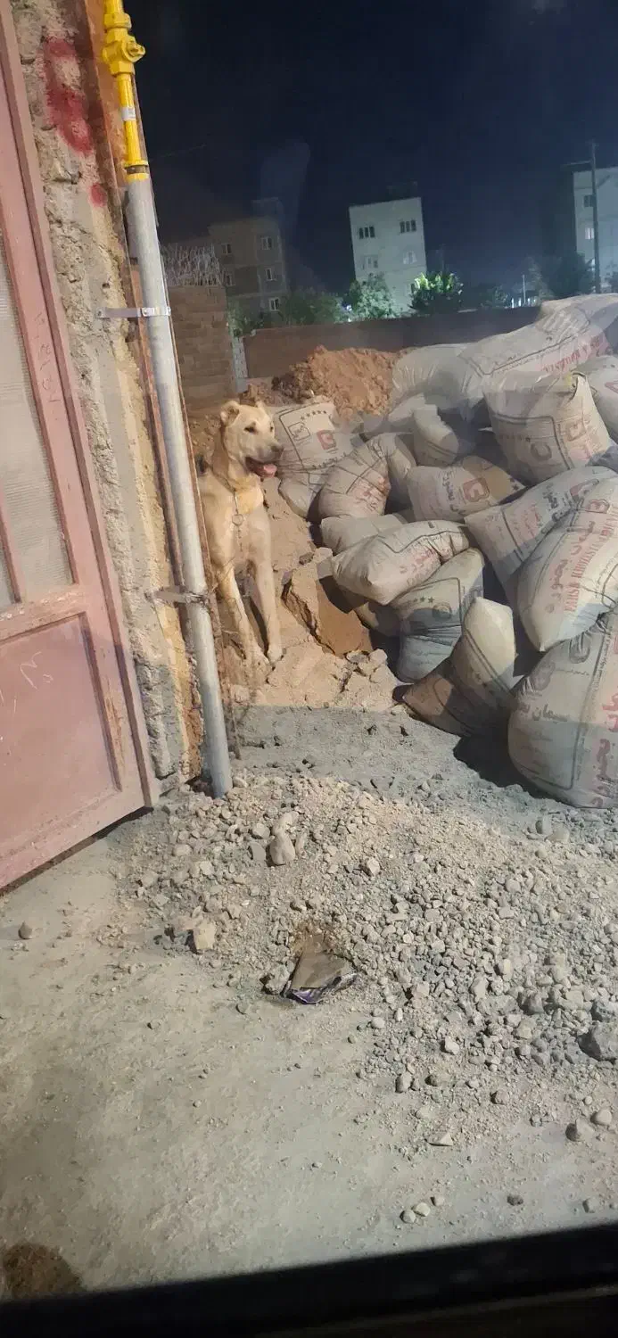 سگ گم شده|حیوانات|بجنورد, |دیوار