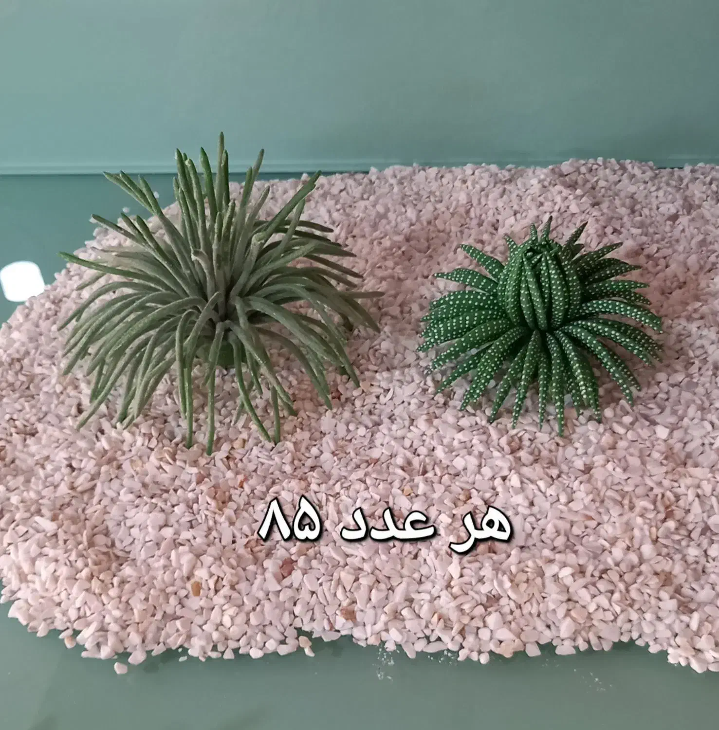 کاکتوسهای خمیری زیبا|گل مصنوعی|تهران, اختیاریه|دیوار