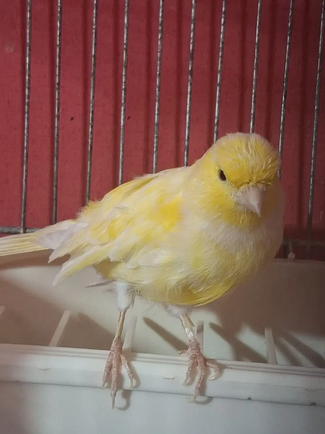 جفت قناری مولد|پرنده|بندر ماهشهر, |دیوار