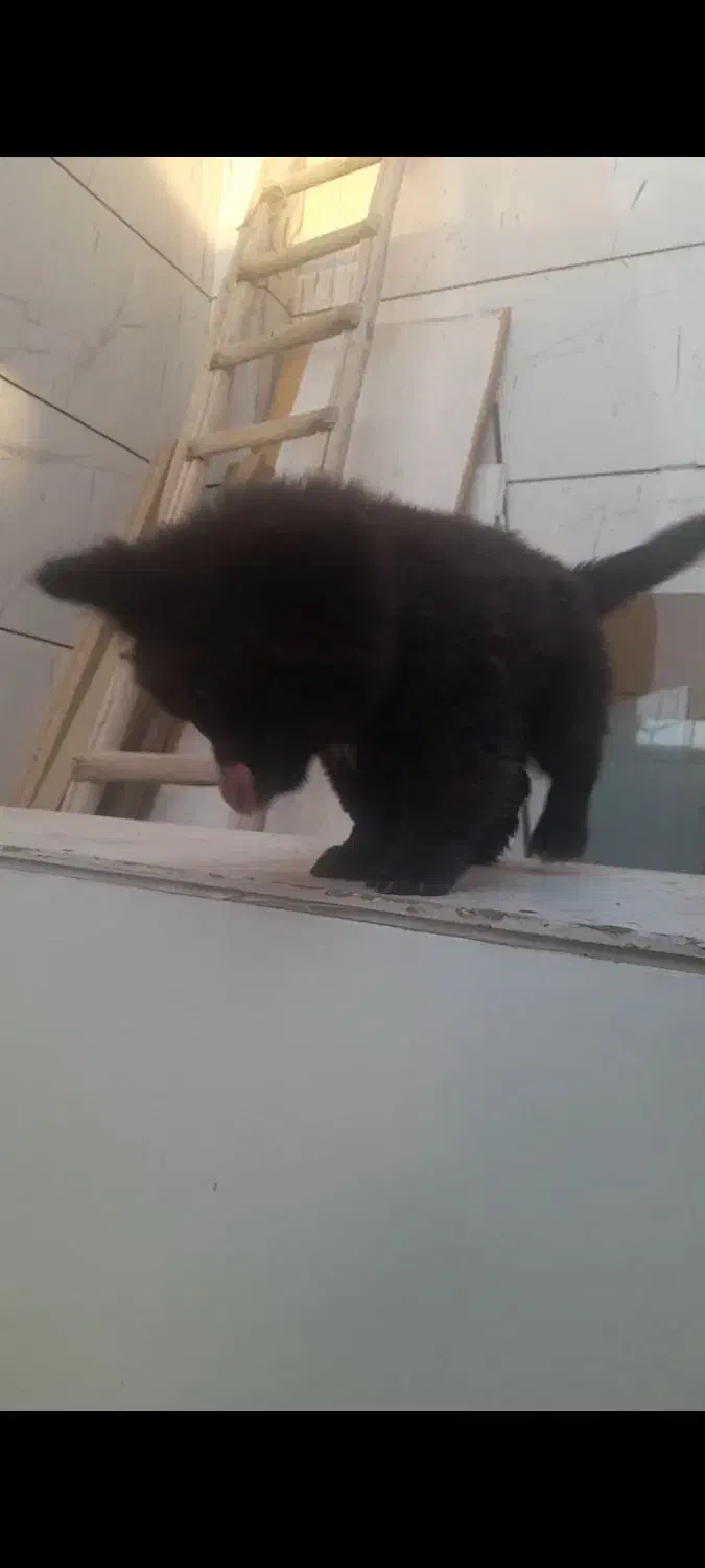 سگ چاوچاو قیمت ۱۵ تومان|سگ|اصفهان, بهارستان|دیوار