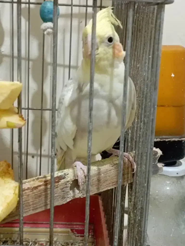 عروس هلندی لوتینو|پرنده|پردیس, فاز ۱۱|دیوار