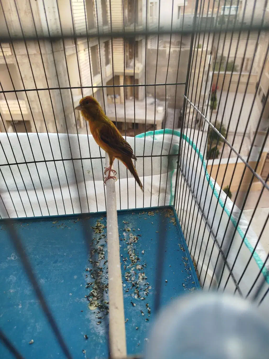 قناری سبز و رسمی ابلغ|پرنده|شیراز, شهرک بهشتی|دیوار