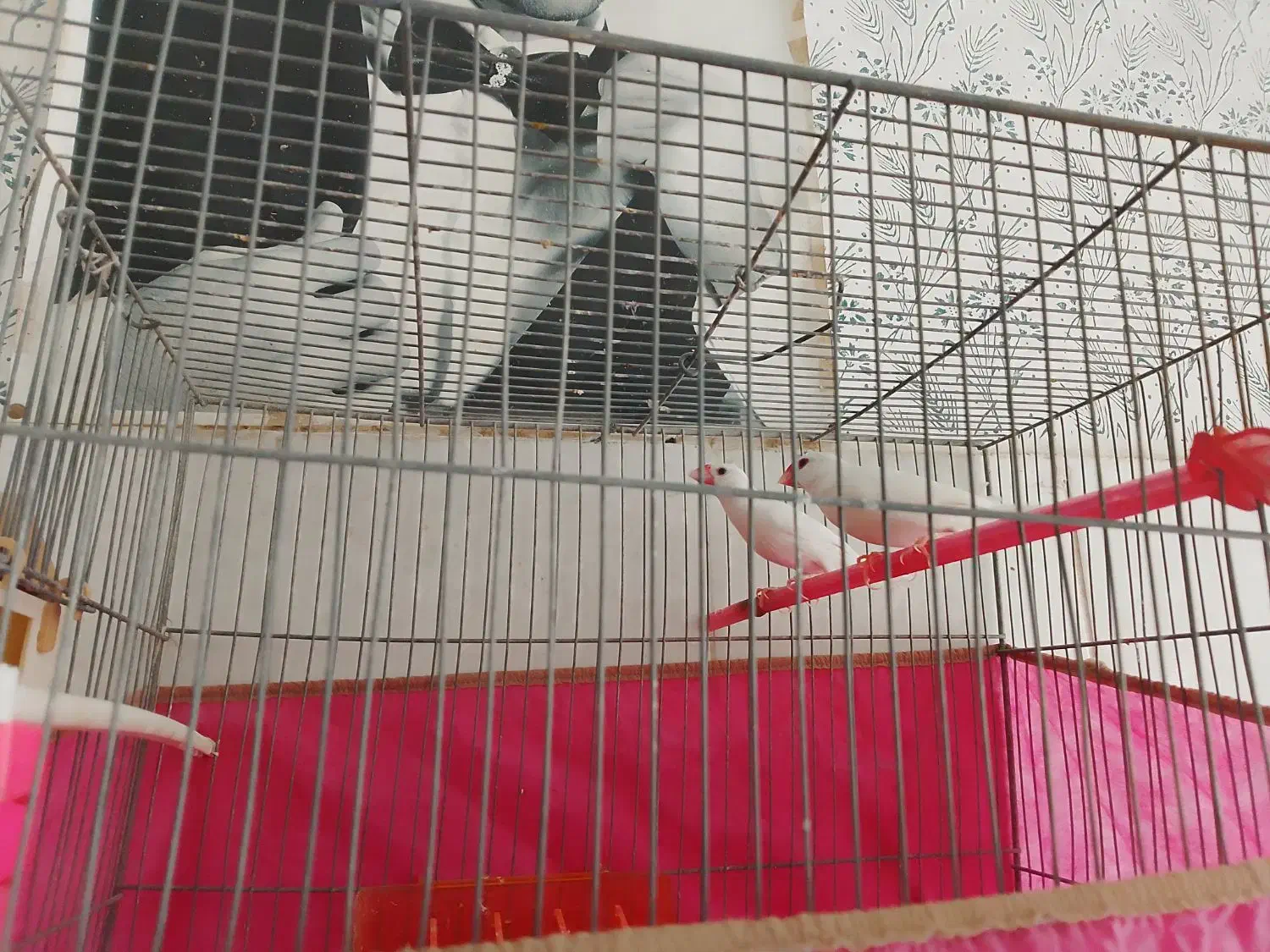 فنچ نرگسی|پرنده|شیروان (خراسان), |دیوار