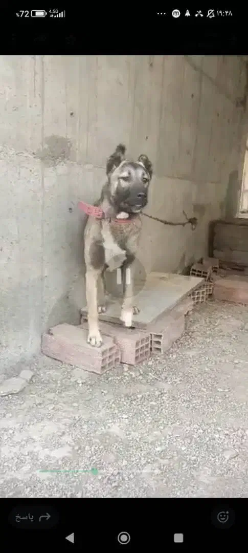 واگذاری سگ سراب با هزینه|سگ|رشت, کوی مهر|دیوار