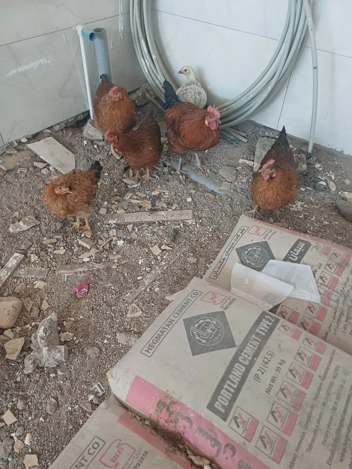 مرغ محلی|حیوانات مزرعه|تاکستان, |دیوار