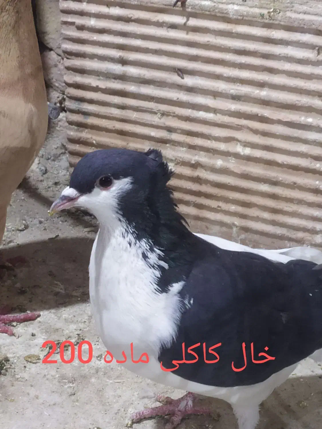 جون ناموست الکی پیام نده کفتر|پرنده|سبزوار, قصبه شرقی|دیوار