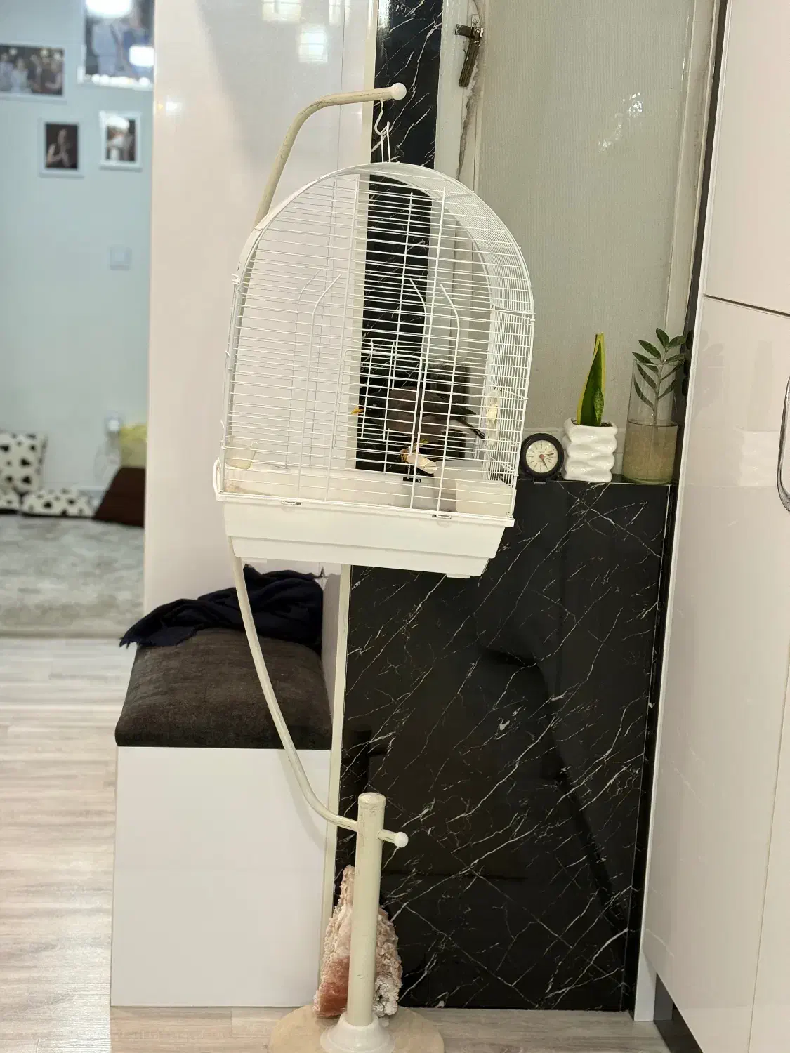 پرنده مینا|پرنده|تهران, فدک|دیوار