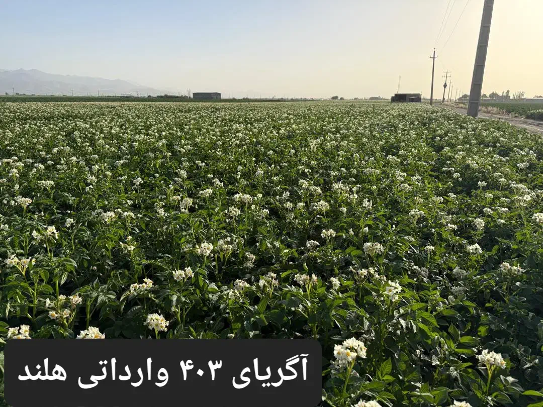 بذر وارداتی ۴۰۲ و ۴۰۳ سیب زمینی در بهار همدان|خدمات باغبانی و درختکاری|اردبیل, |دیوار