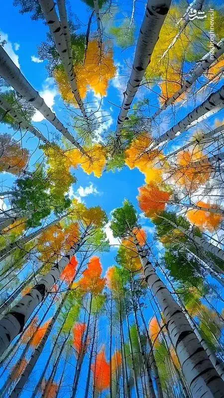 تدریس و کلاس معلم خصوصی ریاضی|خدمات آموزشی|کرمانشاه, |دیوار