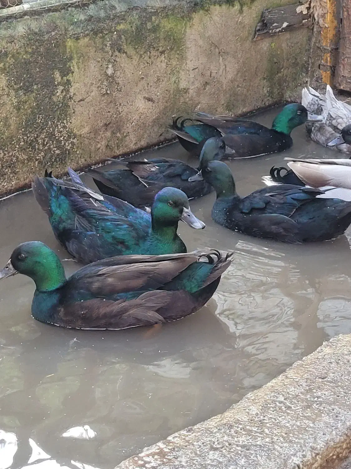 اردک کایوگا|حیوانات مزرعه|محمودآباد, |دیوار