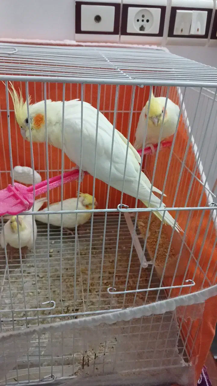 عروس هلندی لوتینو|پرنده|سبزوار, هویزه|دیوار