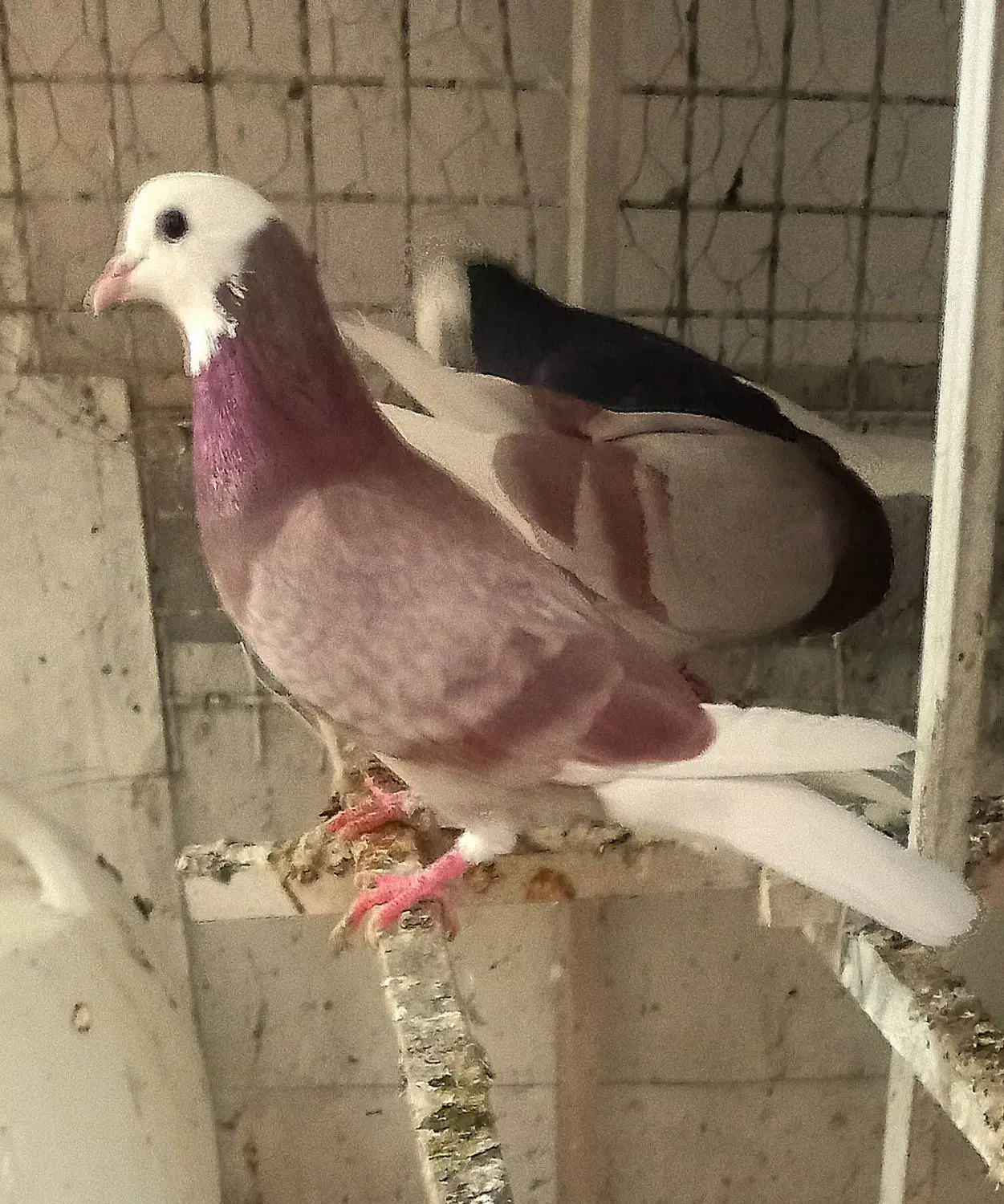 ۵تاا کفتر شازده مهر دست و دم سفید .نر شازده زرد|پرنده|تهران, بیسیم|دیوار