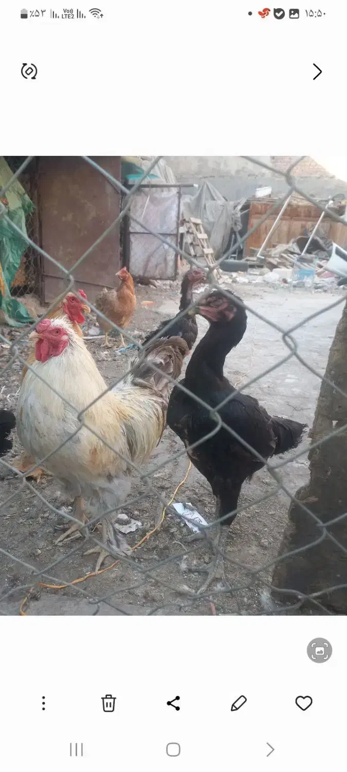 مرغ لاری|حیوانات مزرعه|ری, دولتآباد|دیوار