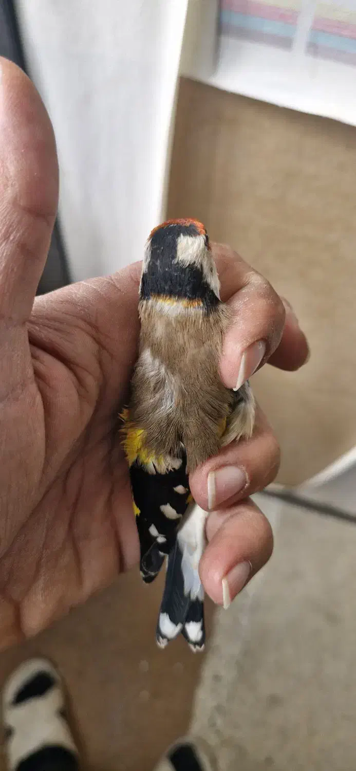 سهره چهارگل خط نما تکسیر قفس حلقه پلمپ|پرنده|شیراز, شهرک مهدیه|دیوار