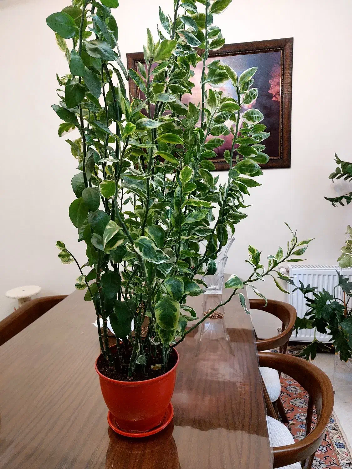 فروش گل آپارتمانی|گل و گیاه طبیعی|تهران, حشمتیه|دیوار