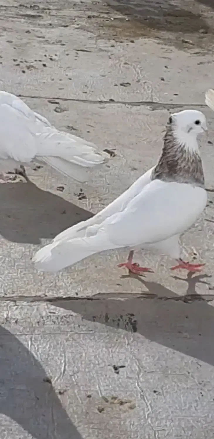 کبوتر طوقی|پرنده|دهگلان, |دیوار