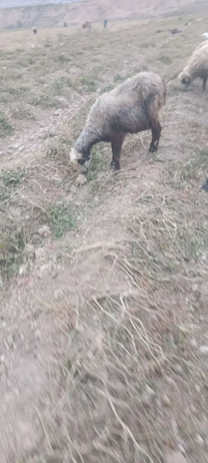 میش و بره|حیوانات مزرعه|درودزن, |دیوار