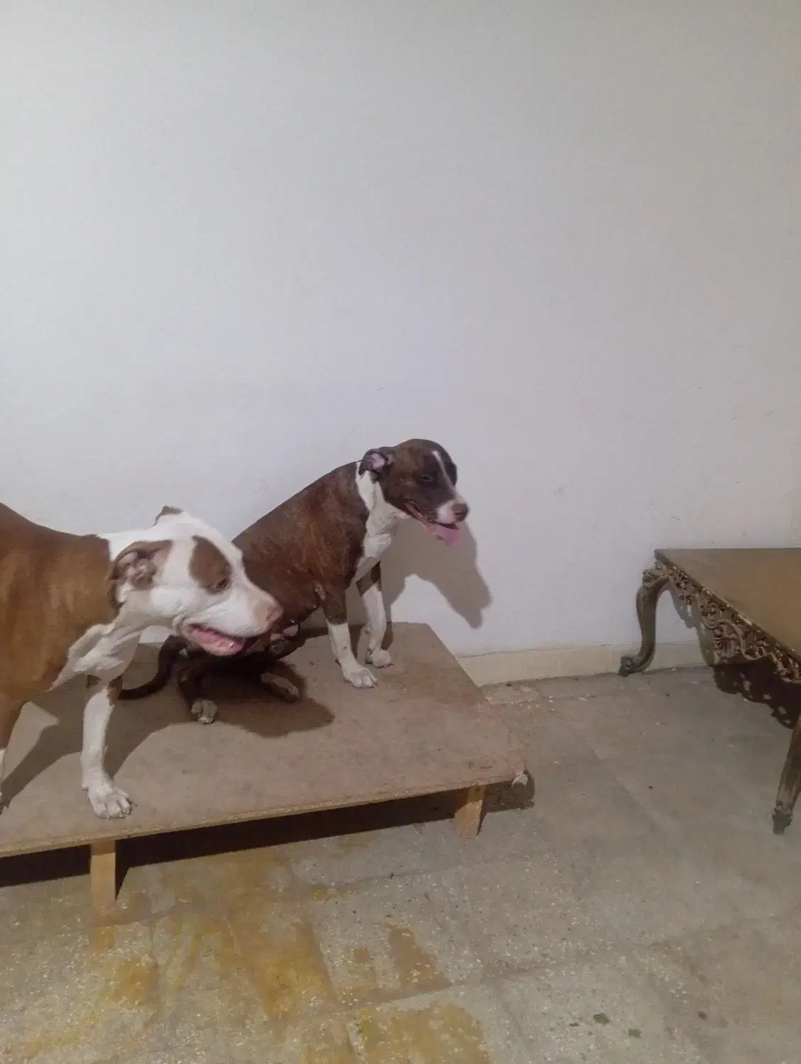 سگ پیتبول|سگ|بندرعباس, |دیوار